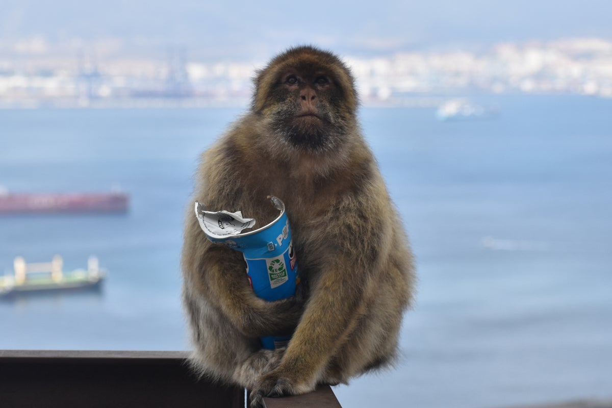 Monkeys eating soil to soothe stomachs after consuming too much junk food