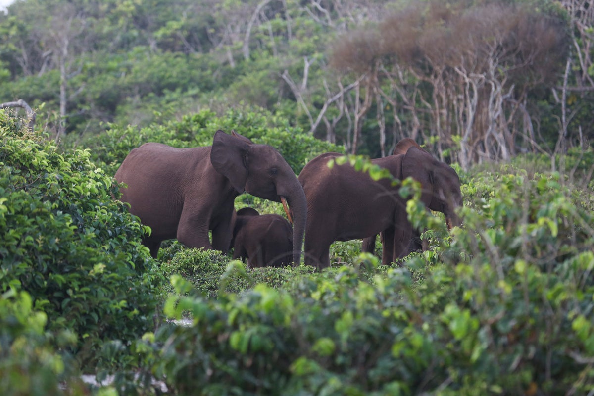 Millionaire big-game hunter dies after being trampled by elephants