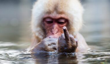 Snow monkey bathing in hot spring