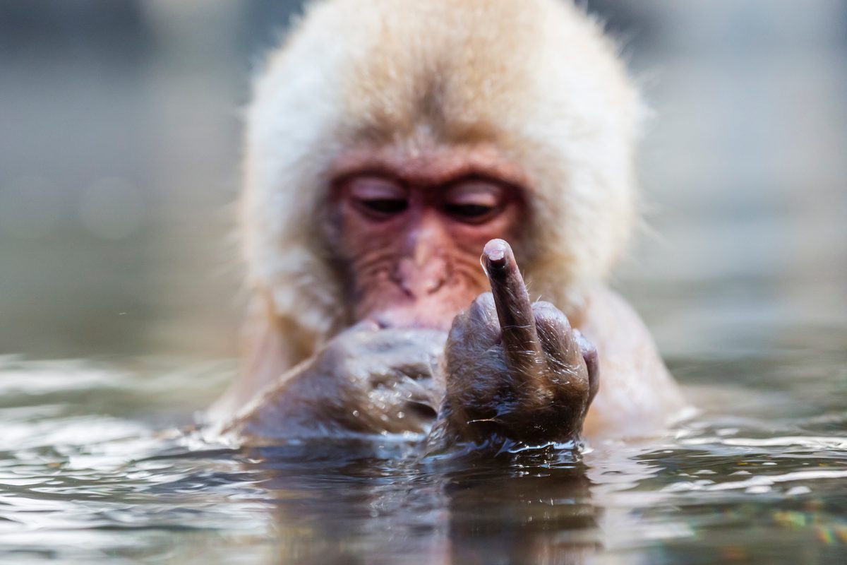 Snow monkey bathing in hot spring