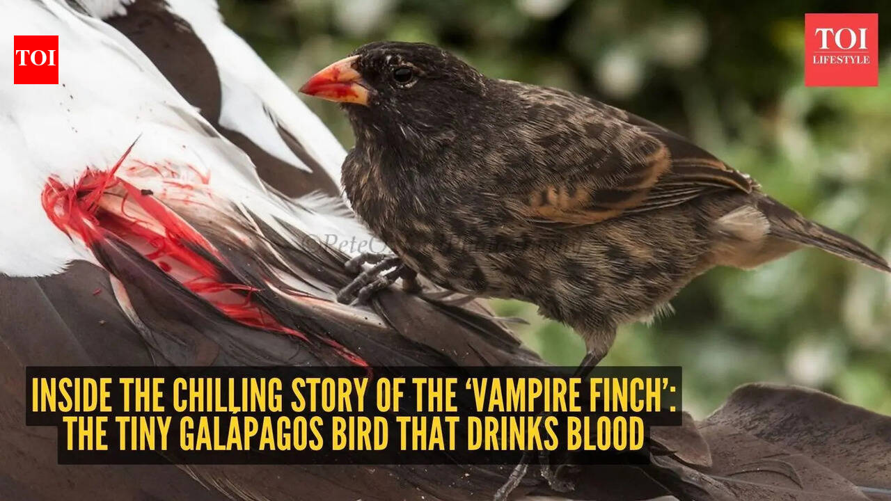 Inside the chilling story of the ‘Vampire Finch’: The tiny Galápagos bird that drinks blood |