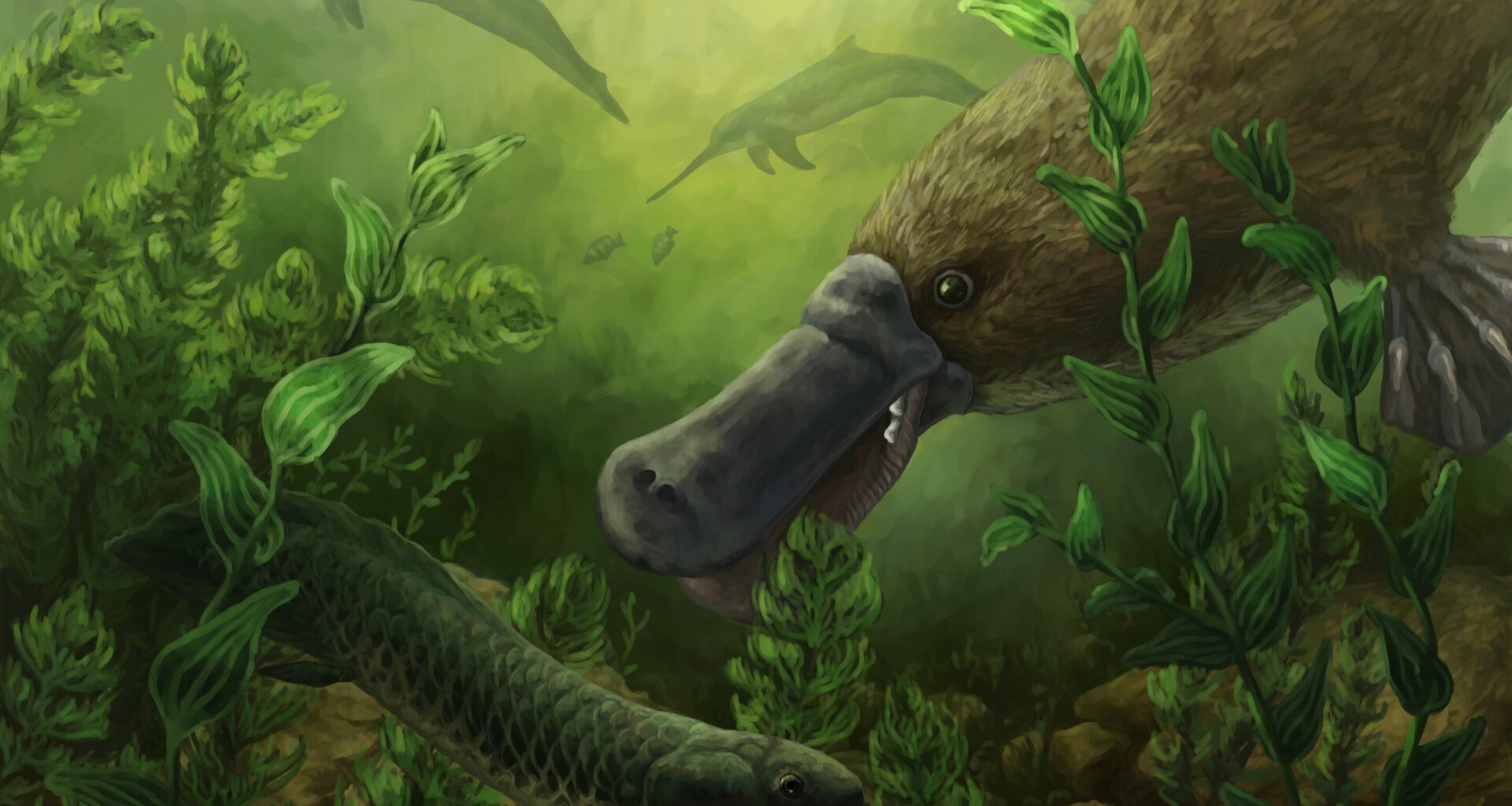 Platypus gets more exotic origin story, as this bigger swimmer ruled ancient Australian lakes beside dolphins