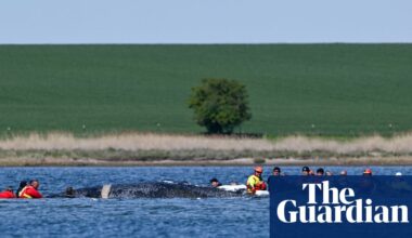 Barge rescue attempt for Timmy the whale in Germany gets go-ahead | Germany
