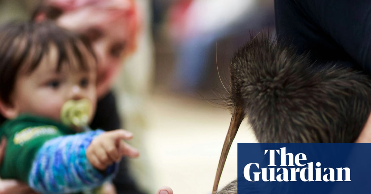 ‘Coming home’: kiwi enter parliament for first time as New Zealand marks conservation win | New Zealand