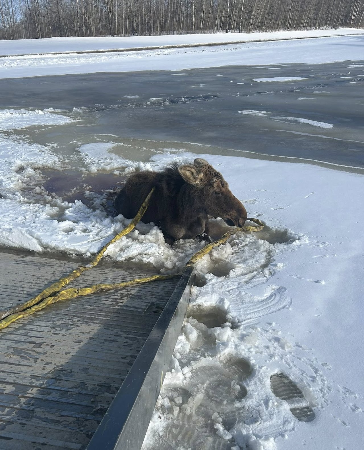 A yellow sling is wrapped around a brown baby moose who is trapped in ice ahead of a tow truck deck.