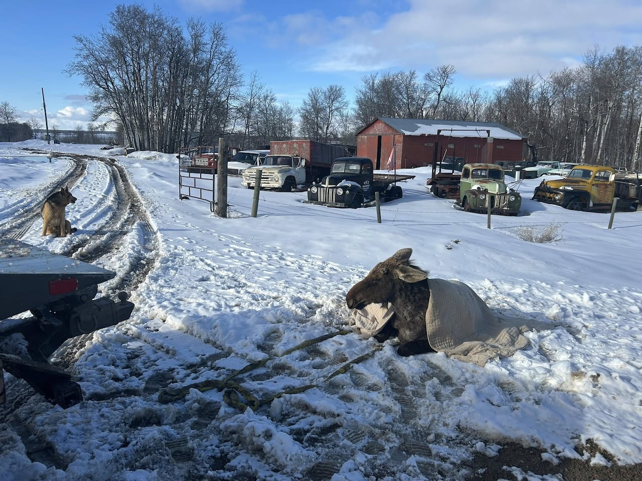 A large brown moose sits on snow with a blanket over top of it.