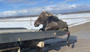'I can't leave him': Sask. tow truck driver rescues moose trapped in ice