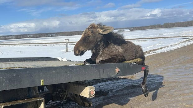 'I can't leave him': Sask. tow truck driver rescues moose trapped in ice