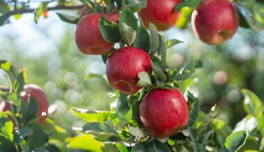 T&G Global in talks to sell fresh produce arm to Turner family