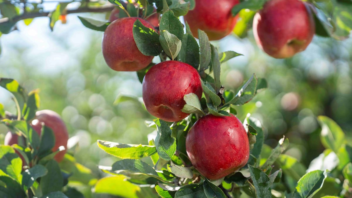 T&G Global in talks to sell fresh produce arm to Turner family