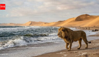 Why desert lions are moving to the Namibian coast and turning into marine hunters |