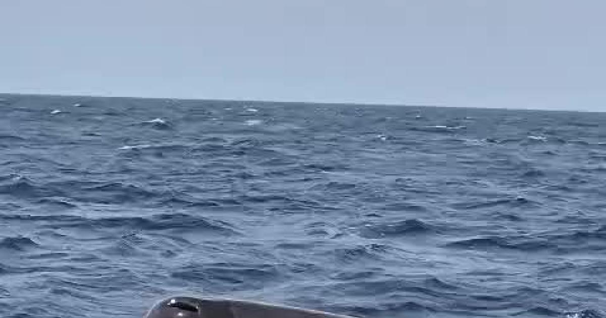 Sperm whale breach off Mallorca captured on video
