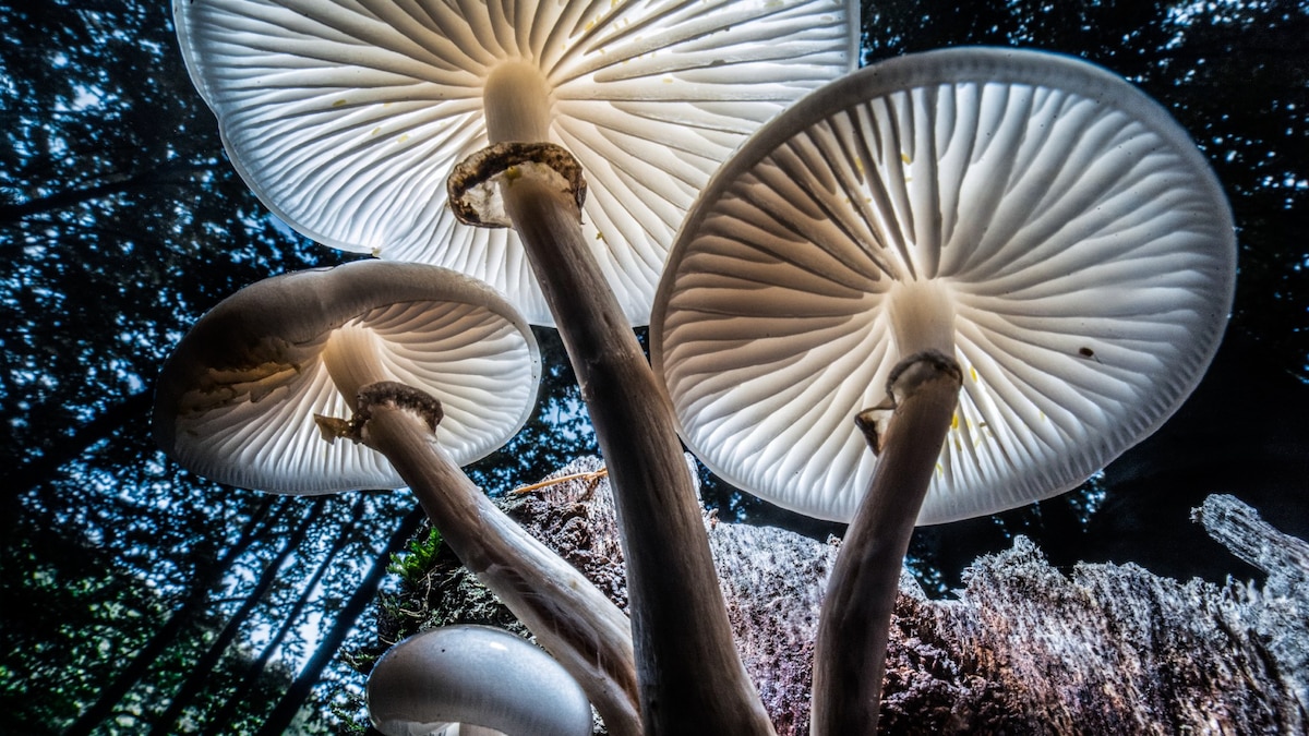 22 extraordinary photos from the Nat Geo archives: jazz in Japan, a flurry of flamingos, and a sluggish sloth