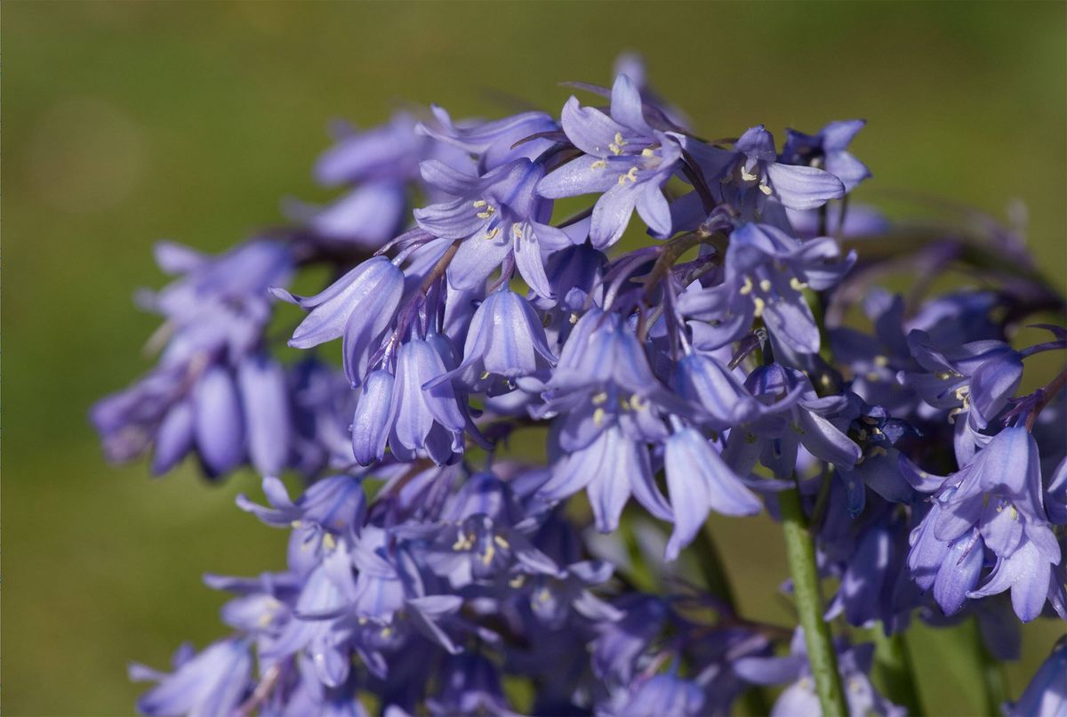 Blue Spanish Bluebells