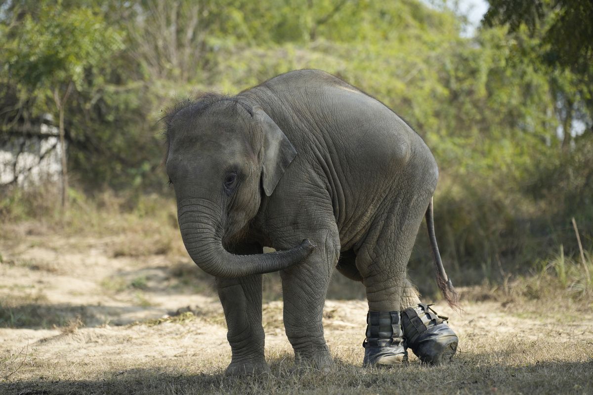 Bani wearing her bespoke boots, which have allowed the orphaned elephant to walk again