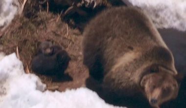 Grizzly Bear Relocated Near Yellowstone Gives Birth to Her First Cubs Since Her Release in Conservation Milestone