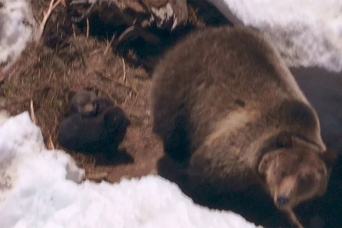 Grizzly Bear Relocated Near Yellowstone Gives Birth to Her First Cubs Since Her Release in Conservation Milestone
