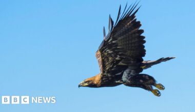 North Yorkshire farmers must be heard over golden eagle return - BBC