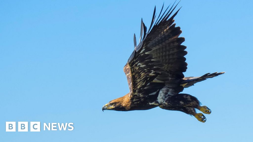 North Yorkshire farmers must be heard over golden eagle return - BBC
