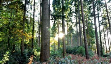 New inheritance tax rules deter tree-planting, warns survey