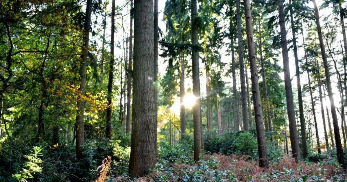 New inheritance tax rules deter tree-planting, warns survey