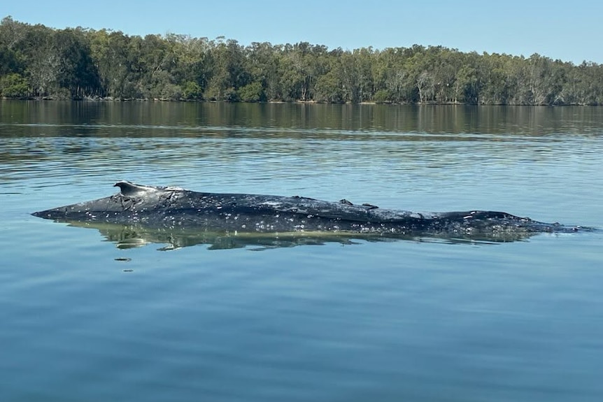 back crest of a juvenile whale in still lake water with bushland behind