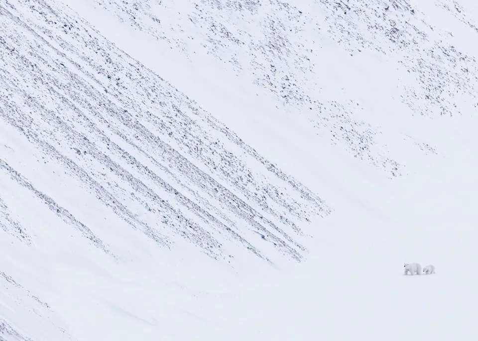 A polar bear mother and small cub walk together across a vast, near-white snow-covered Norwegian mountainside