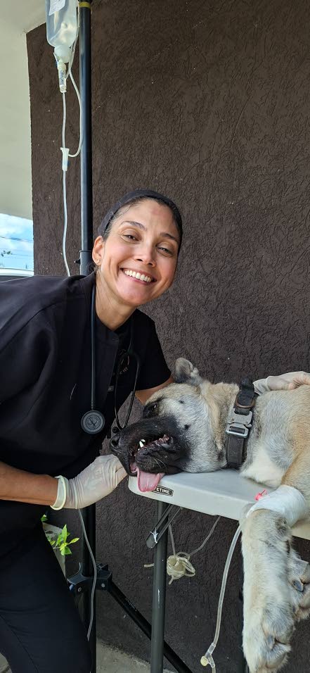 The Holistic Vet — more than medicine