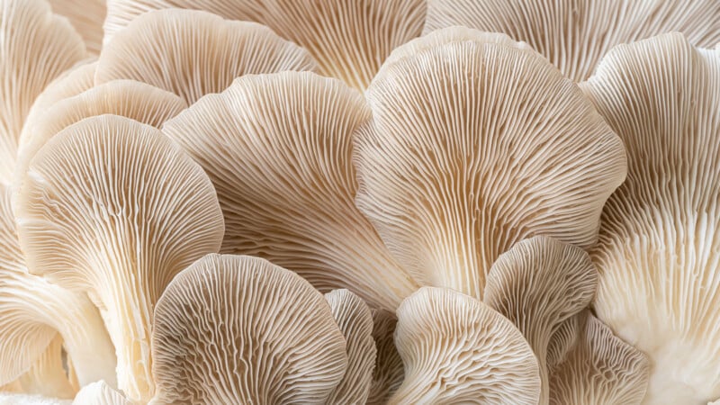Close-up of multiple oyster mushroom caps, showing intricate, delicate gills and curved, fan-like shapes in soft beige and cream tones.