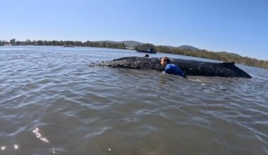 Sub-adult towed off sandbar remains in lake