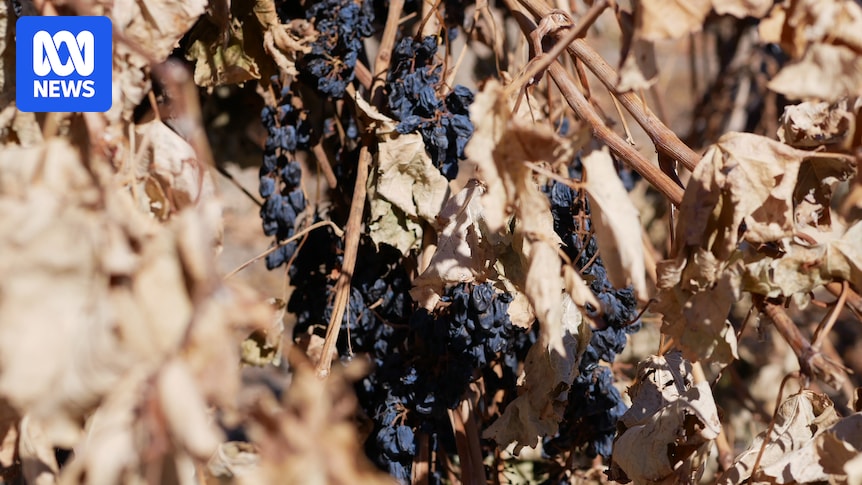 Falling consumption, rising costs and tariffs take bounce out of yellow tail winemaker