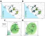 Phylogeographic reconstruction of the dispersal history of Lassa virus lineage IV from study of genomic surveillance of Lassa virus through in-country sequencing, Guinea. A, B) Results of the continuous phylogeographic inference based on large (A) and small (B) segment sequences. For each analysis, the corresponding maximum clade credibility tree is mapped with internal and tip nodes colored according to their estimated time of occurrence and sampling date. Tip nodes corresponding to newly sequenced cases from this study are highlighted in red. Shaded polygons represent the 80% highest posterior density regions, reflecting uncertainty in internal node location inference. The estimated root of lineage IV, dating to the 17th–18th Centuries, is indicated by dashed squares in the southeastern (forested) region of Guinea. C, D) Maps highlighting specific transmission dynamics in Guéckédou (C) and N’Zérékoré (D), illustrating the dense local clustering and the cross-border introductions from Liberia (Ganta) into the N’Zérékoré region.