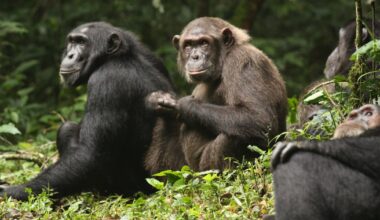19 infant chimps were killed in gruesome infighting, study finds