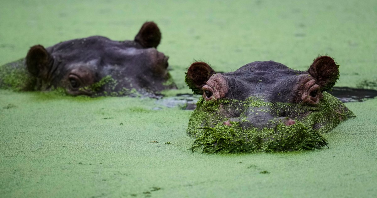 Colombians are divided over the fate of hippos linked to Pablo Escobar