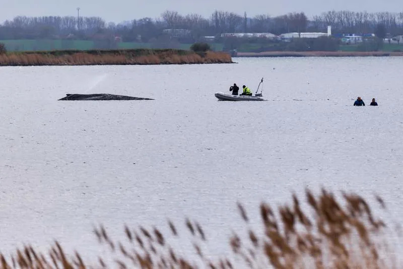 Firefighters spray water on the whale's back, which is sticking on a sandbar off the coast of Poel. The humpback whale that stranded off Wismar is still alive. Marcus Golejewski/dpa