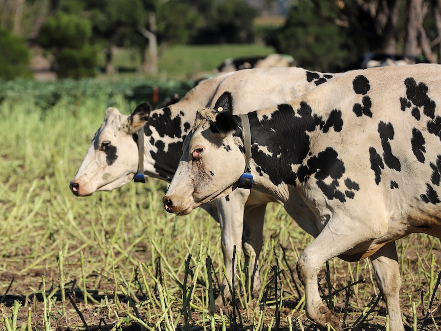 Two black and white cows on the right side of the image are seen in profile, looking ahead and walking toward the left side. 