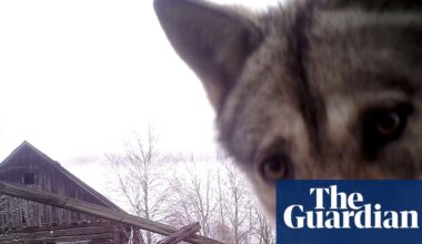 The no-go zone paradox: Chornobyl’s wildlife thrives amid pro-nuclear shift | Nuclear power