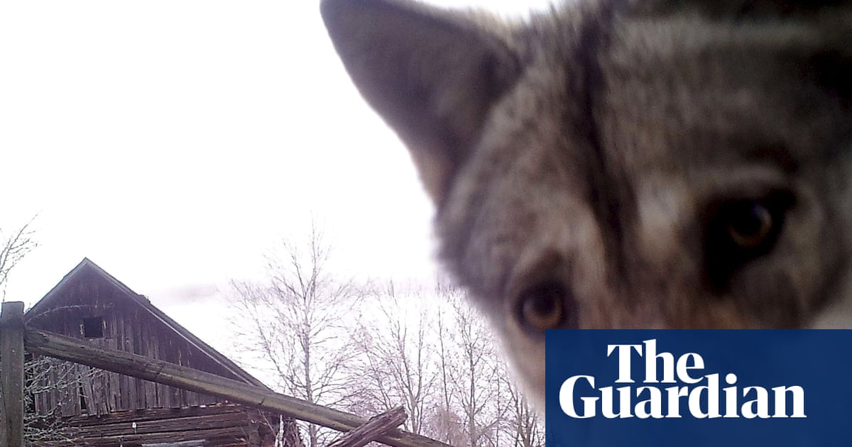 The no-go zone paradox: Chornobyl’s wildlife thrives amid pro-nuclear shift | Nuclear power