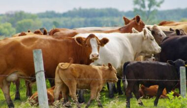 Cows and calves graze pasture north of Ninette, Man. July 1, 2024.