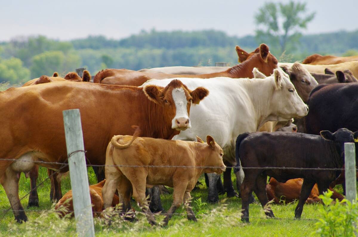 Cows and calves graze pasture north of Ninette, Man. July 1, 2024.