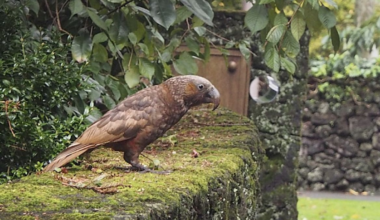Kākā sightings in central Auckland signal conservation success for city