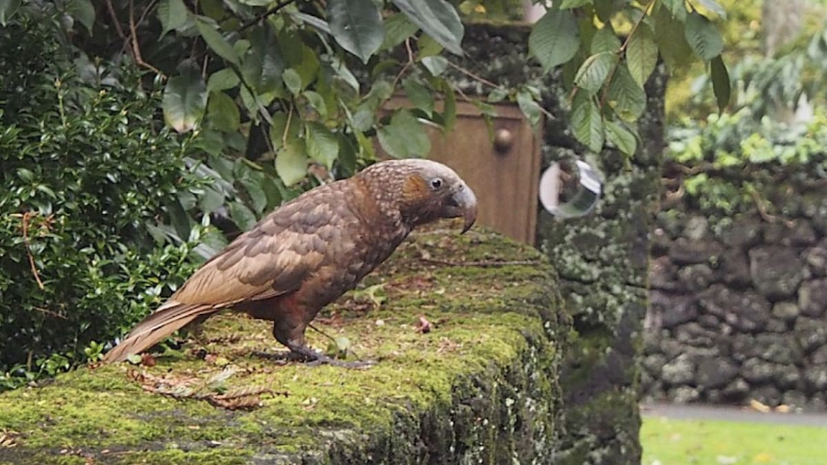 Kākā sightings in central Auckland signal conservation success for city
