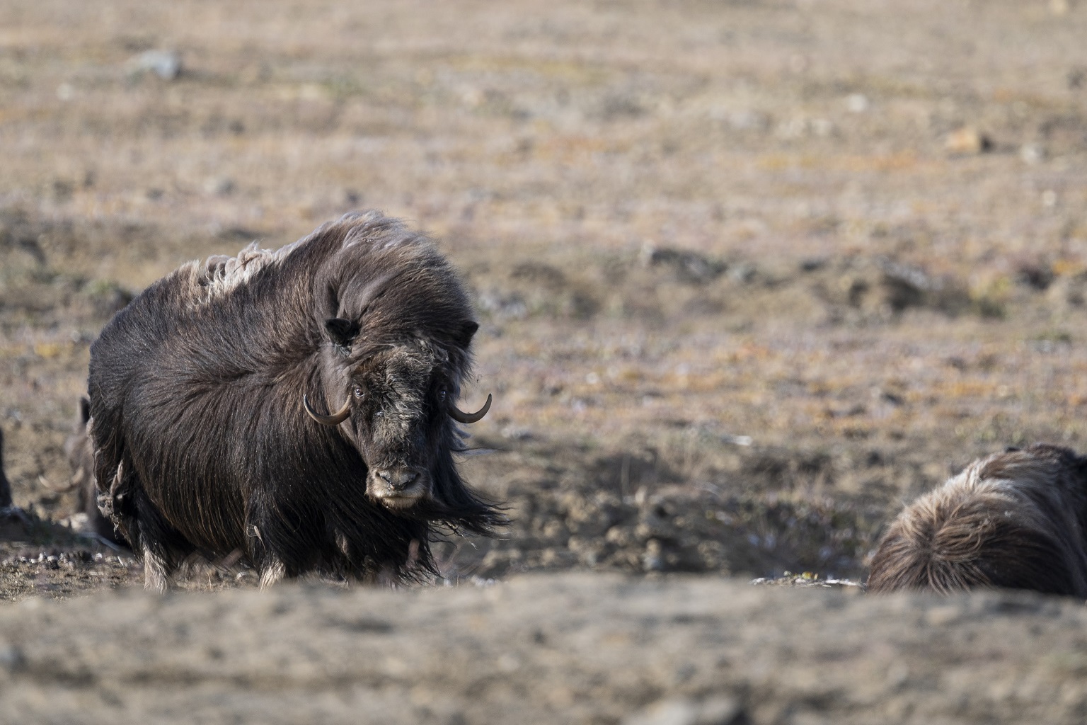 In 2021, a wildlife film crew on Ellesmere Island noticed dozens of muskox carcasses within just a few weeks. A four-year study showed that the mortalities were linked to Erysipelothrix rhusiopathiae Arctic clone, an emerging pathogen in muskoxen.