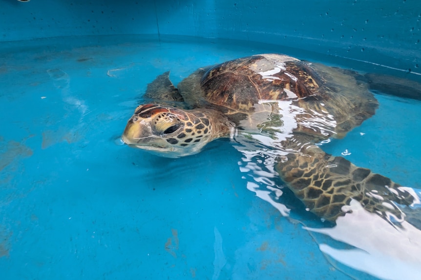 A large turtle in a freshwater tank at a wildlife sanctuary.
