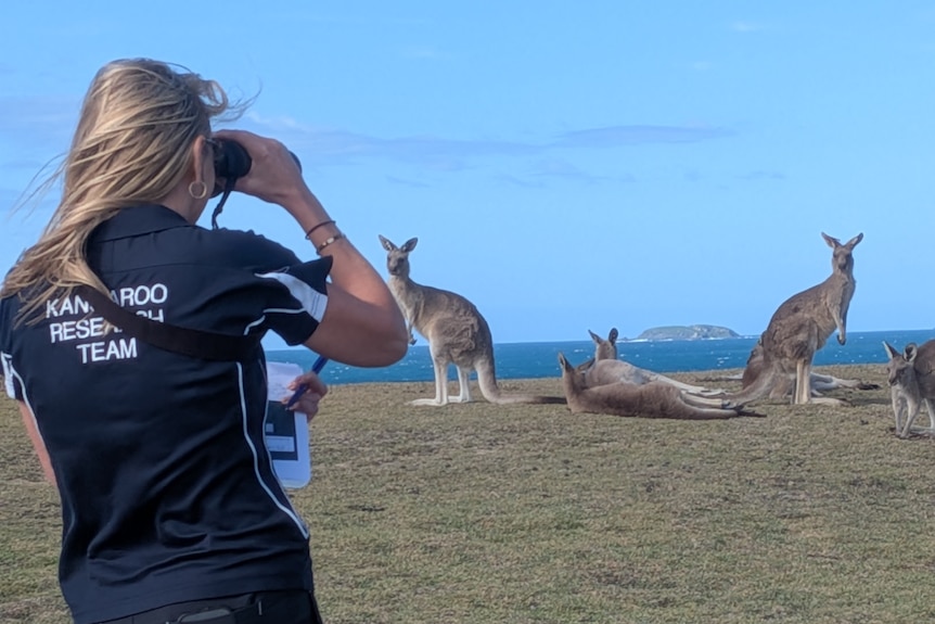 Woman in kangaroo research team shirt looks through binoculars at kangaroos on an ocean headland
