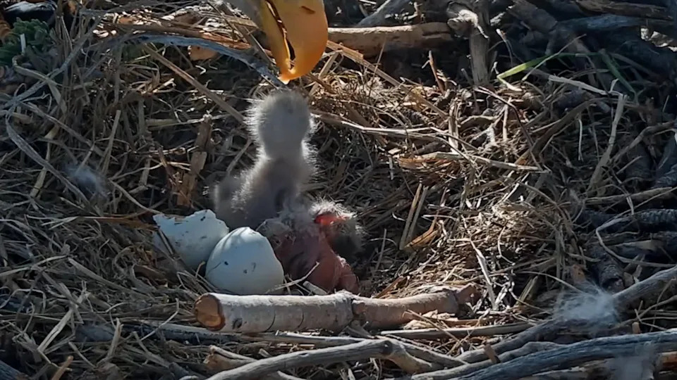 A screenshot from the Friends of Big Bear Valley eagle cam shows Jackie and Shadow's newborn eaglets.