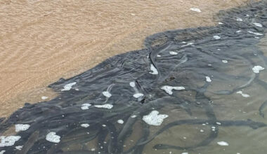 Aussie beachgoer catches glimpse of annual phenomenon with a tragic end: 'Spectacular'