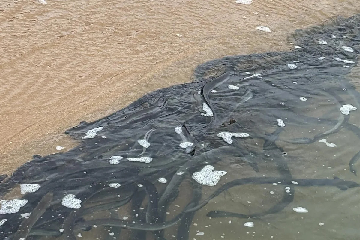 Aussie beachgoer catches glimpse of annual phenomenon with a tragic end: 'Spectacular'