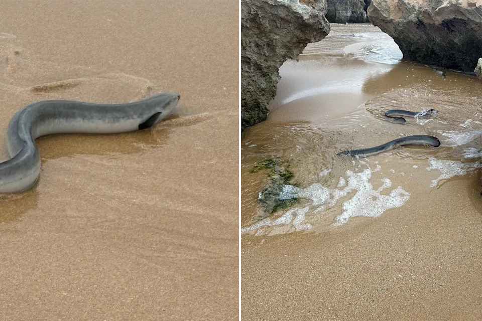 Left: A stranded eel on the beach. Right: Two eels in shallow water trying to reach the ocean. Source: Michael Neoh