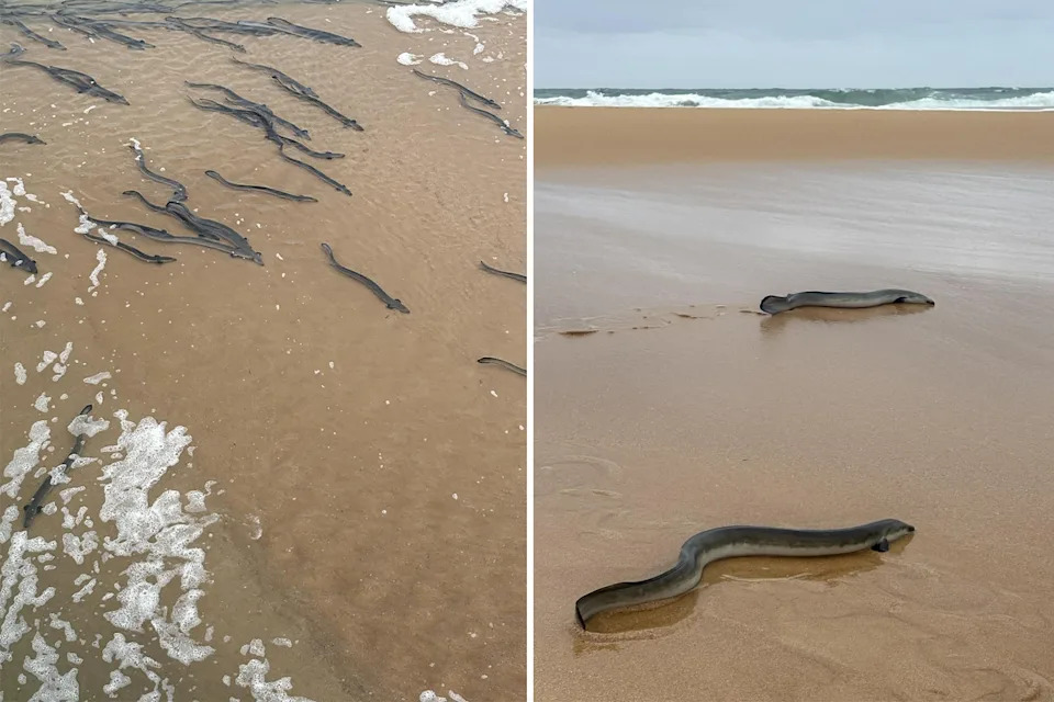 Eels were caught on the sand trying to get from the Hopkins River to the ocean. Source: Michael Neoh